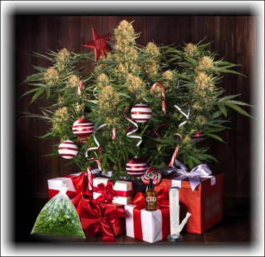 HOW TO GIVE WEED FOR CHRISTMAS